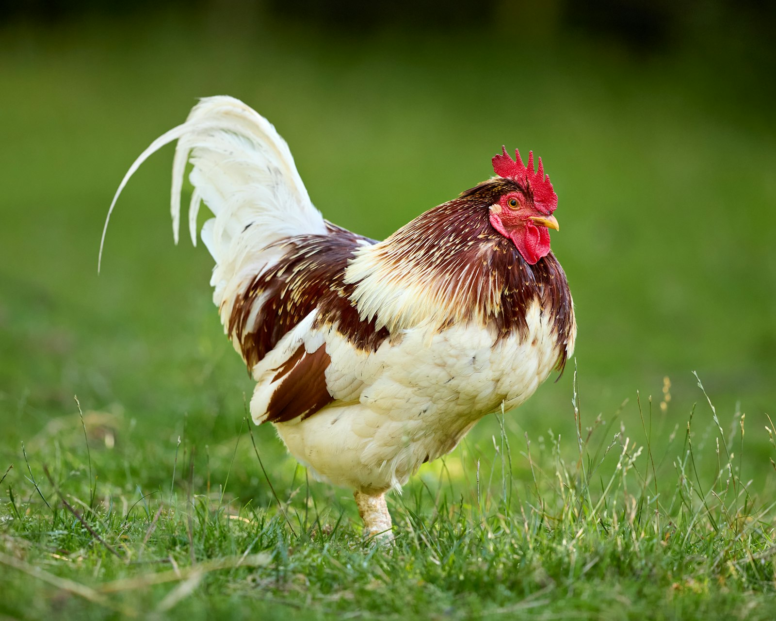 A rooster mid-crow — the 311 call that stopped us.