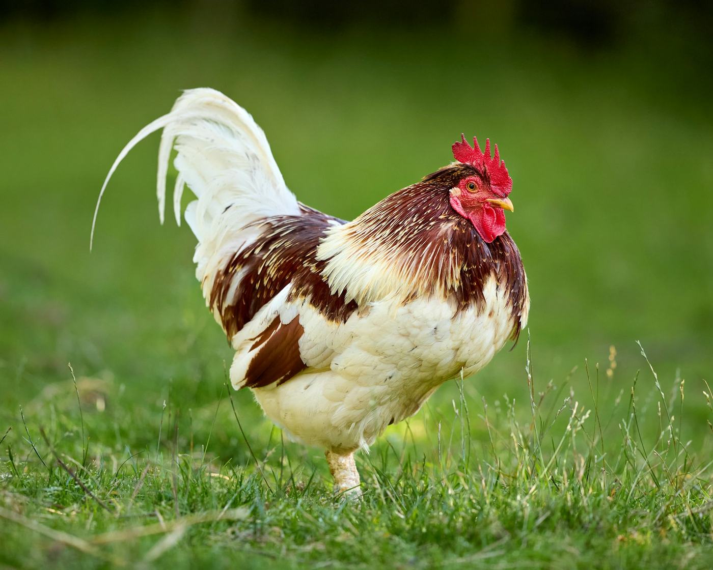 A rooster mid-crow — the 311 call that stopped us.